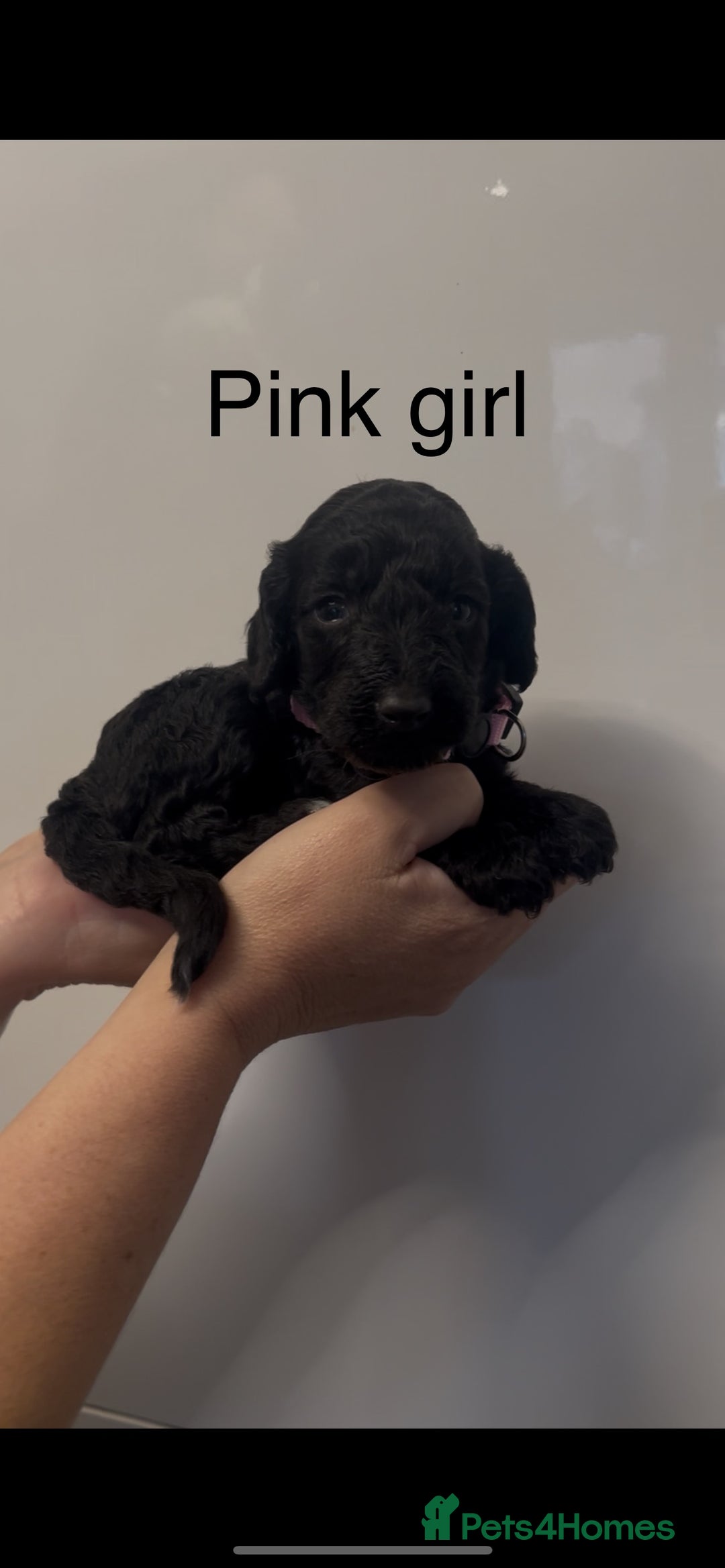 Cockapoo dogs for sale: Cockapoo puppies - Image 17