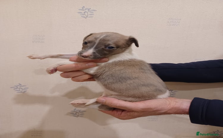 Whippet dogs Beautiful KC Reg Whippet Puppies - Advert 4