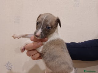 Whippet dogs Beautiful KC Reg Whippet Puppies - Advert 2