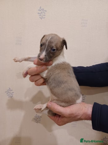 Whippet dogs Beautiful KC Reg Whippet Puppies - Advert 2
