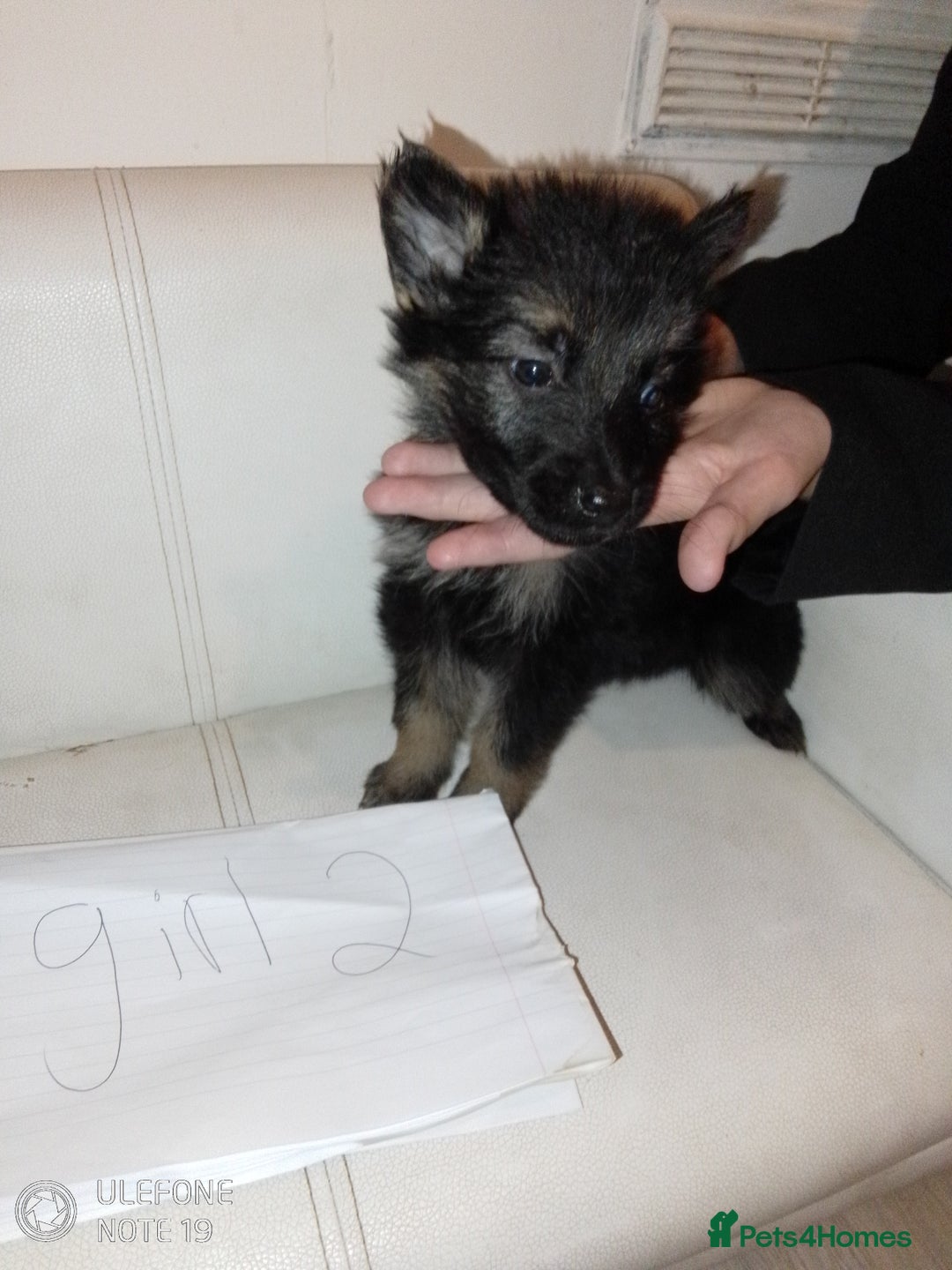 German Shepherd dogs for sale: Last female puppy - Advert 8
