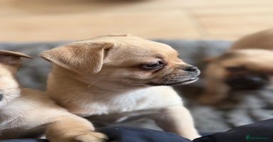 Pug dogs - Advert 13