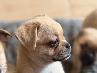 Pug dogs - Advert 10