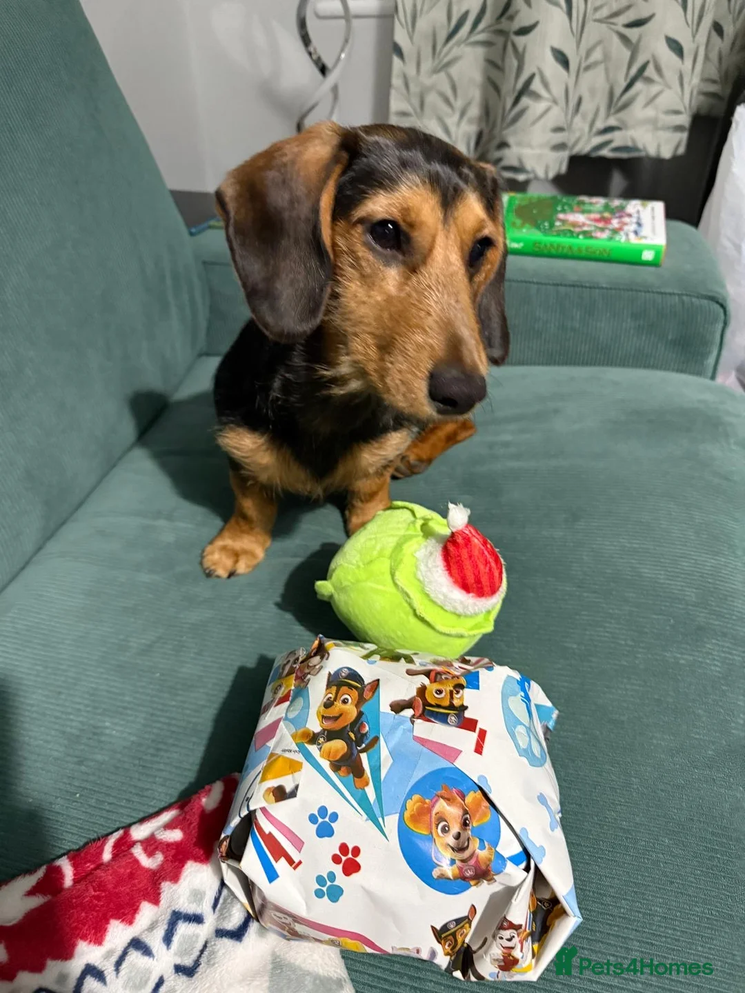 Miniature Dachshund dogs for sale: Wirehair miniature dachshunds and smooth - Advert 3