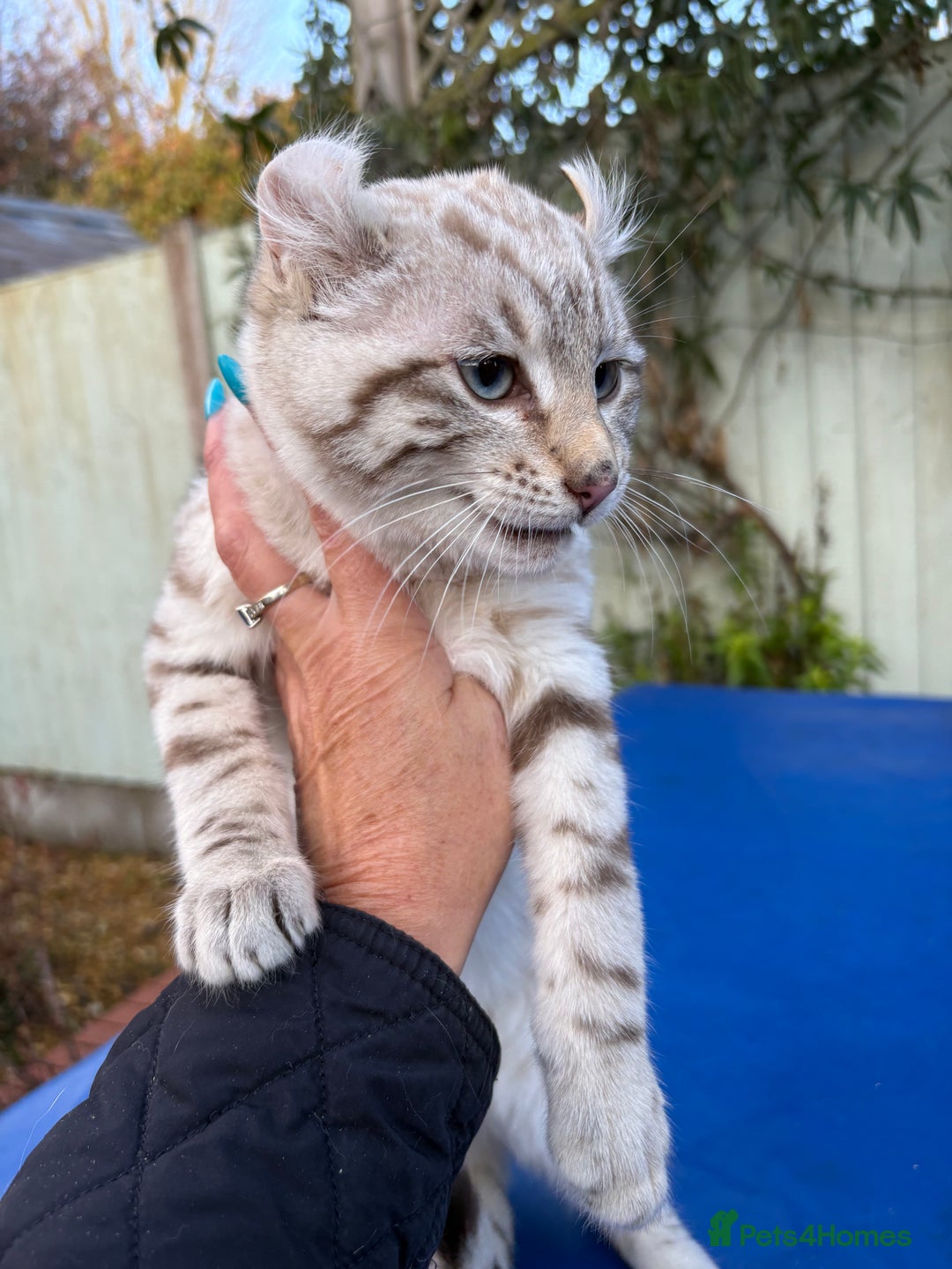 Savannah cats for sale: Superb snow leopard male  - Advert 4