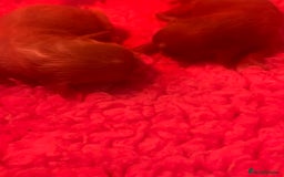 Cavapoo dogs for sale: F1 Cavapoo Girls - Image 2