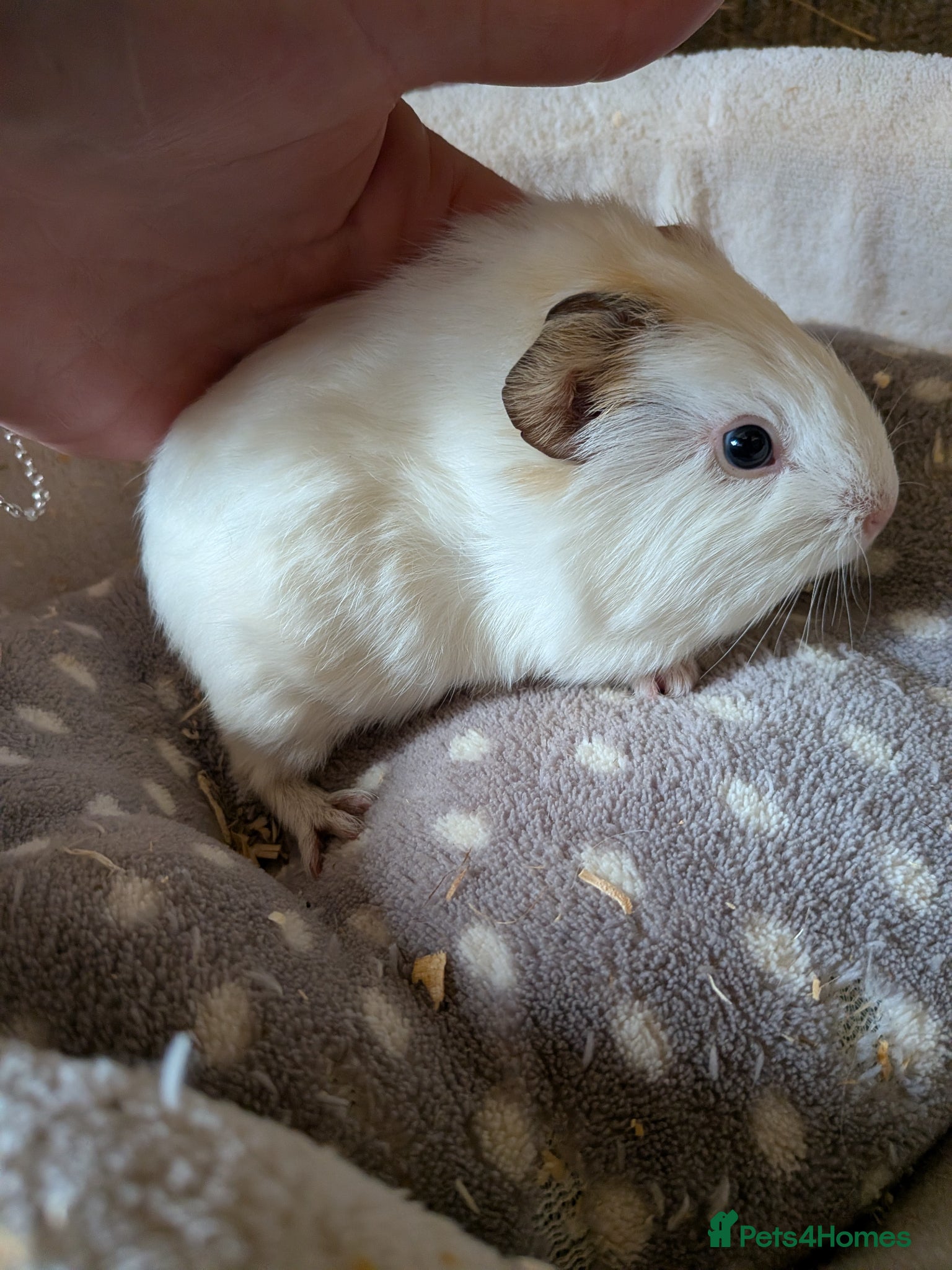 Guinea Pig rodents 2 little baby boy Guinea pigs - Advert 12