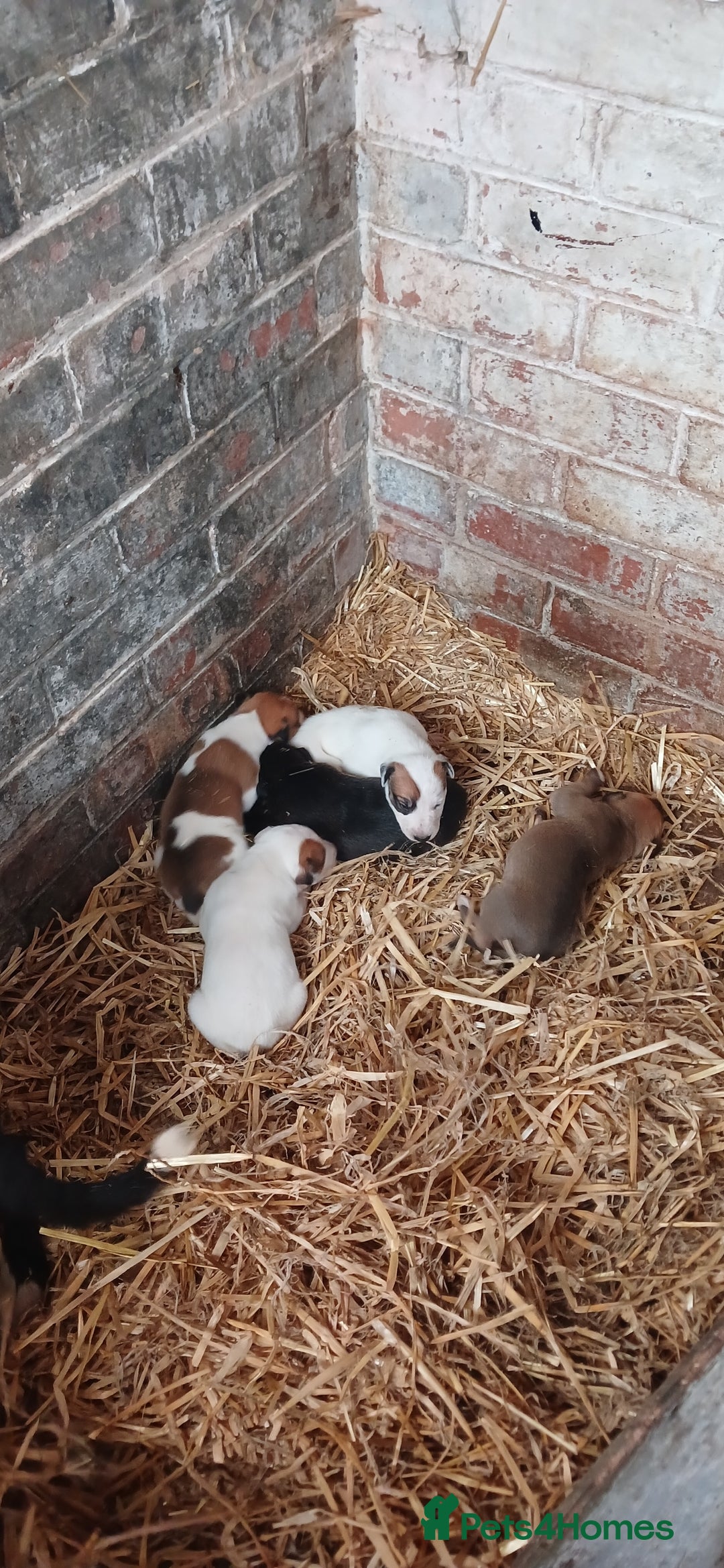 Mixed Breed dogs for sale: Lurcher puppies for sale - Image 2