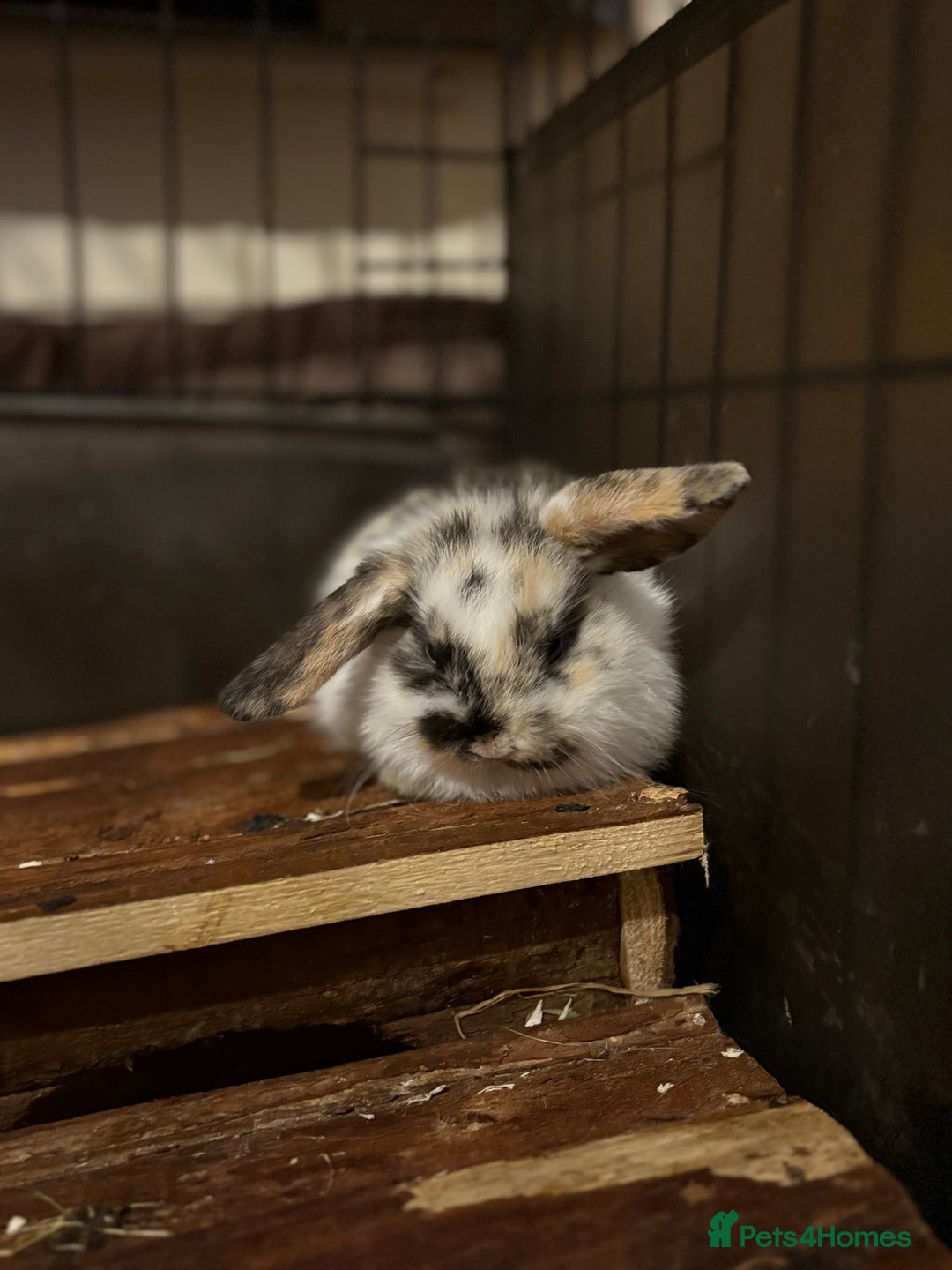 Mini Lop rabbits for sale: 4 mini lops for sale  - Advert 4