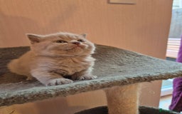 British Shorthair cats for sale: BSH kittens for new home  - Image 6