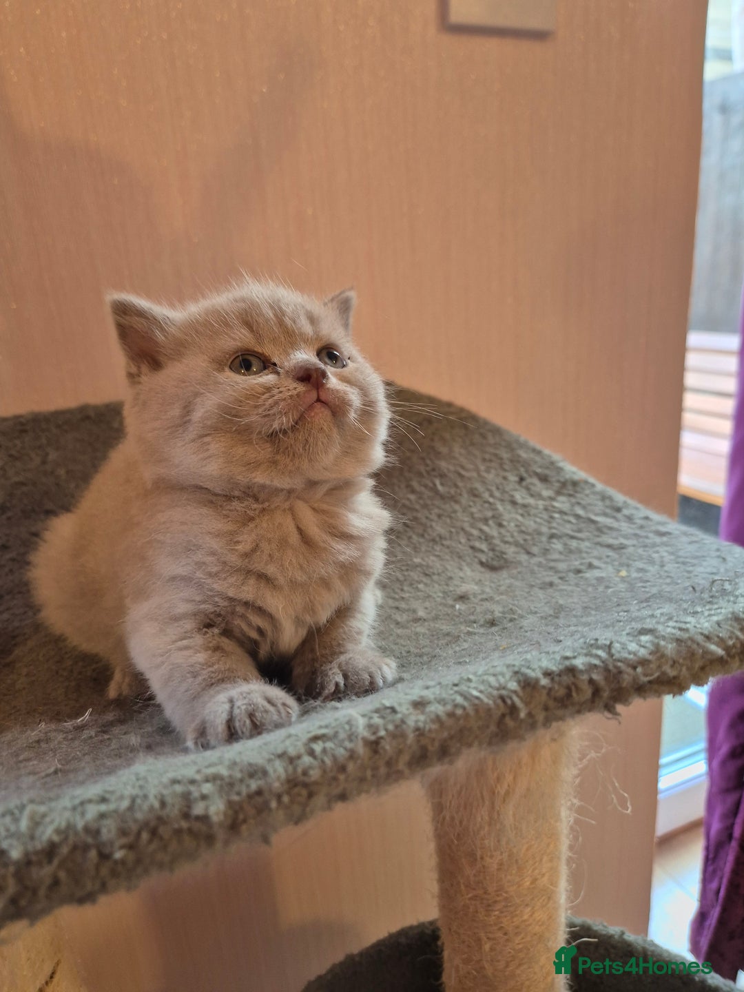 British Shorthair cats for sale: BSH kittens for new home  - Image 6