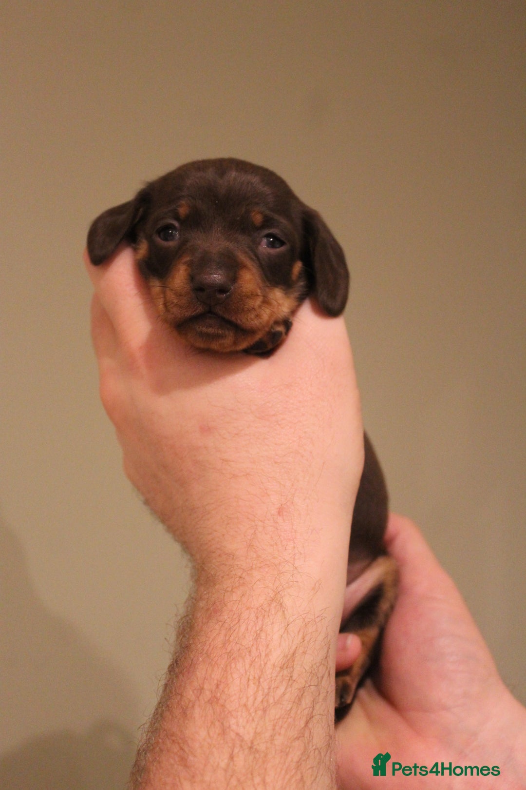 Miniature Dachshund dogs for sale: Miniature Dachshund Puppies  - Advert 4