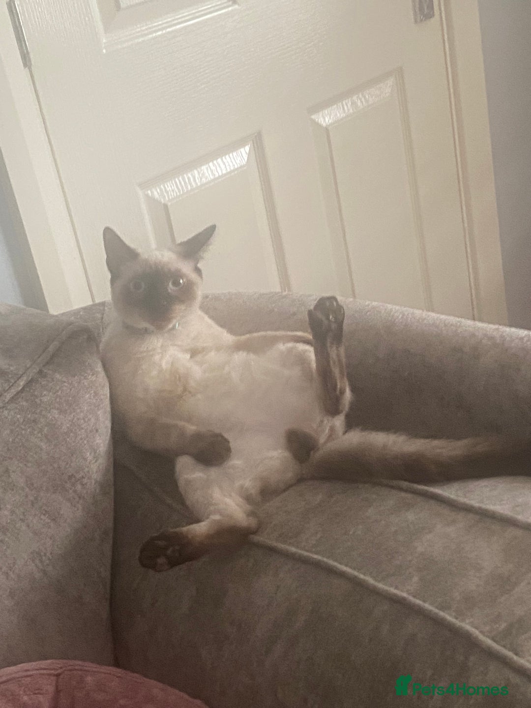 Balinese cats for sale: Male Balinese 1yr old - Image 3