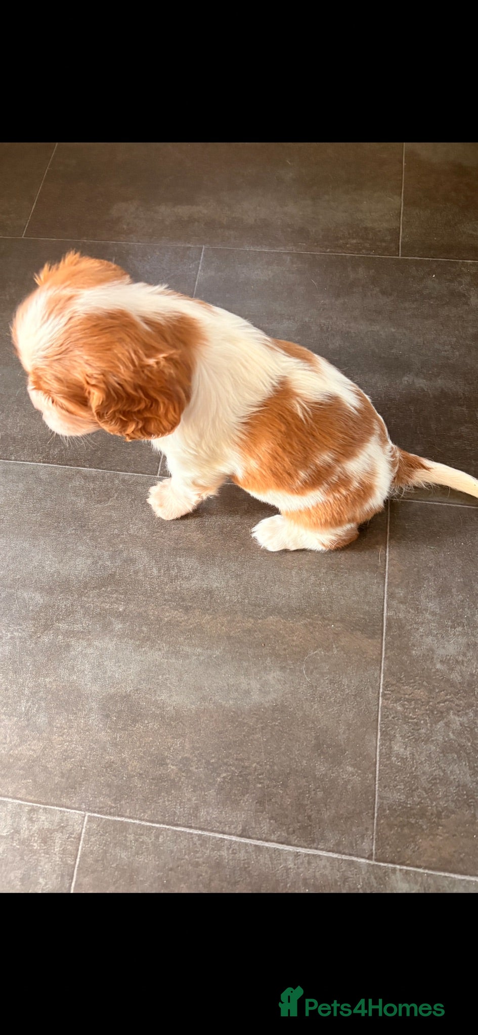 Cavalier King Charles Spaniel dogs KC registered parents/DNA tested. - Advert 2