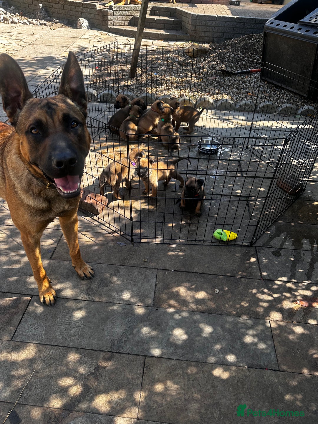 Belgian Shepherd Dog dogs for sale: Belgian malinois puppies - Image 20