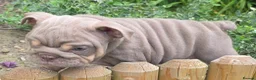 English Bulldog dogs for sale: Rare opportunity- grandpups of Burleybullz Nemesis - Advert 10