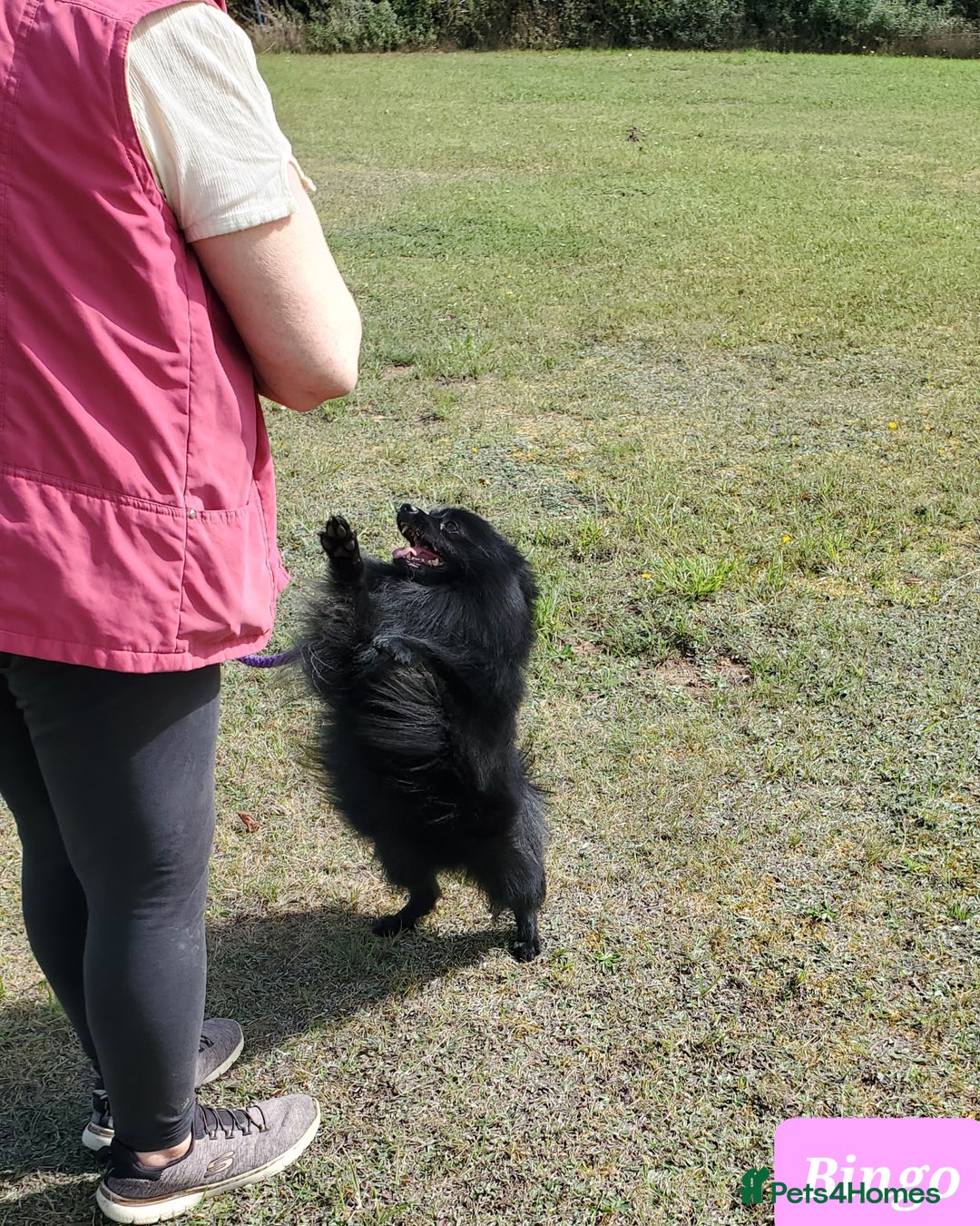German Spitz dogs for sale: Bluey & Bingo looking for Loving Homes.  - Advert 20