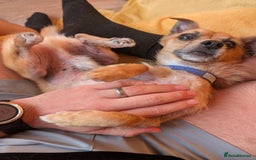 Mixed Breed dogs for sale: 4 Year Old Jack/Chi Looking For Forever Home - Image 2