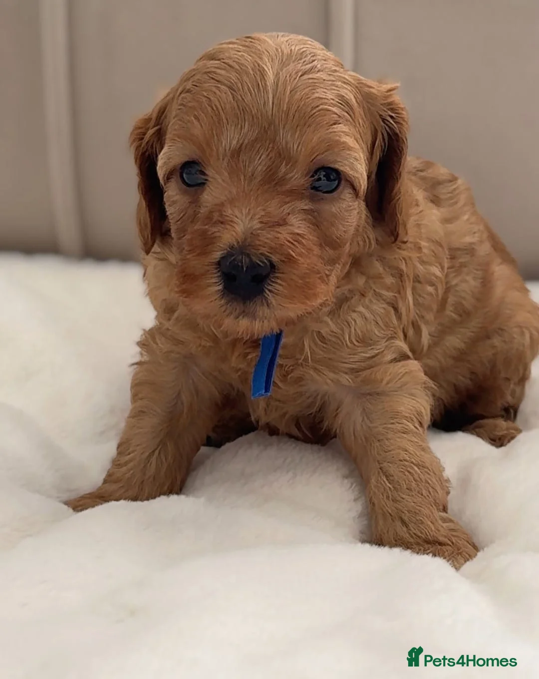 Cavapoo dogs for sale: Adorable litter of Cavapoo Puppies Awaits! in Torquay - Advert 1