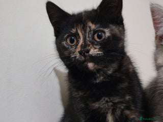 British Shorthair cats - Advert 11