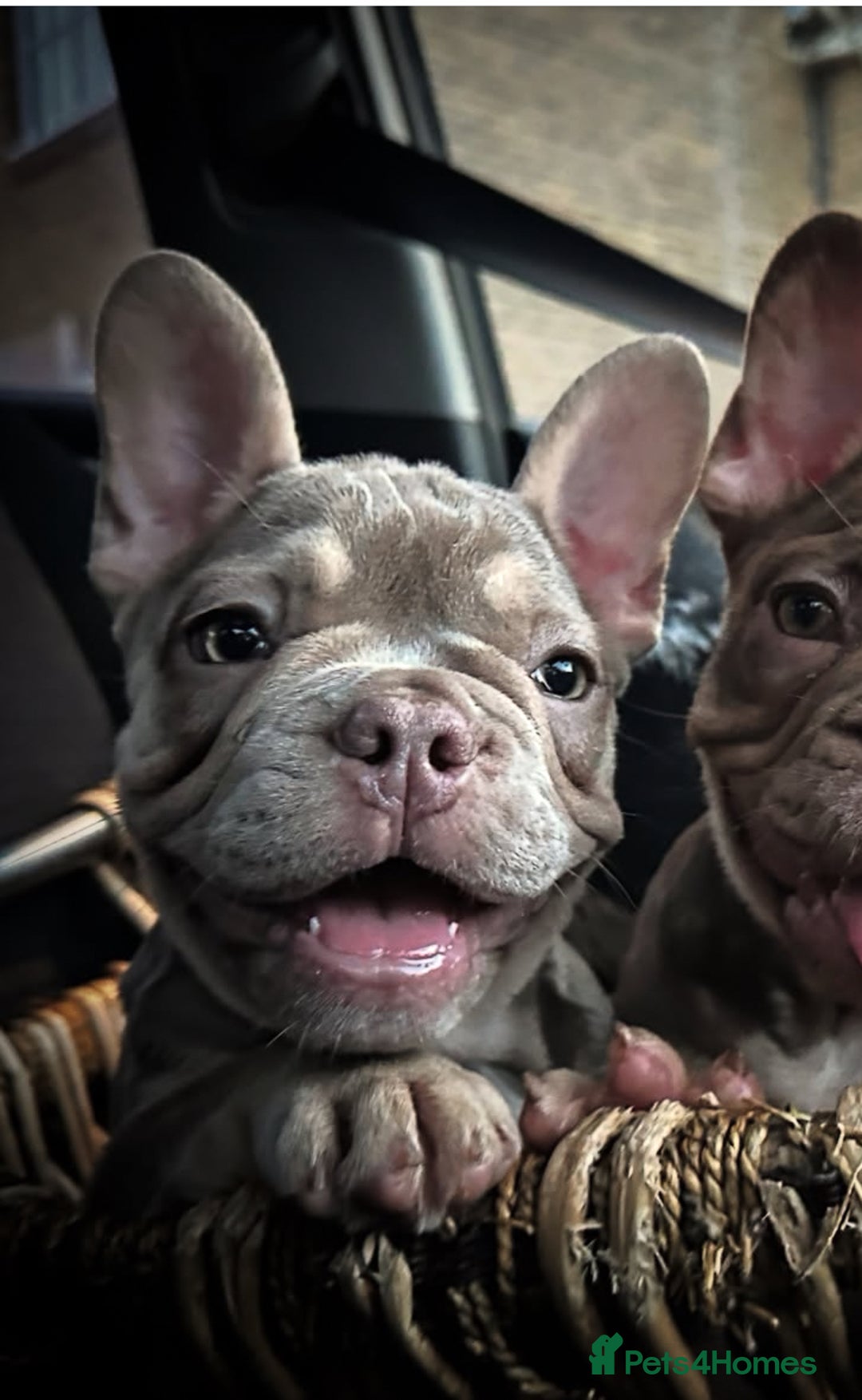 French Bulldog dogs for sale: Beautiful well bred, amazing temperament puppies - Advert 8
