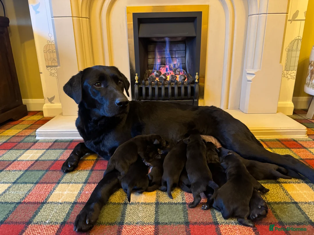 Labrador Retriever dogs for sale: Exceptional KC pups-health tested& excellent ped - Advert 2