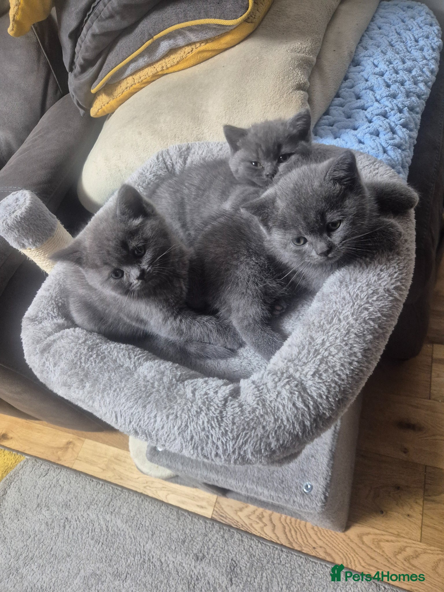 British Shorthair cats for sale: 2 male kittens - Advert 1