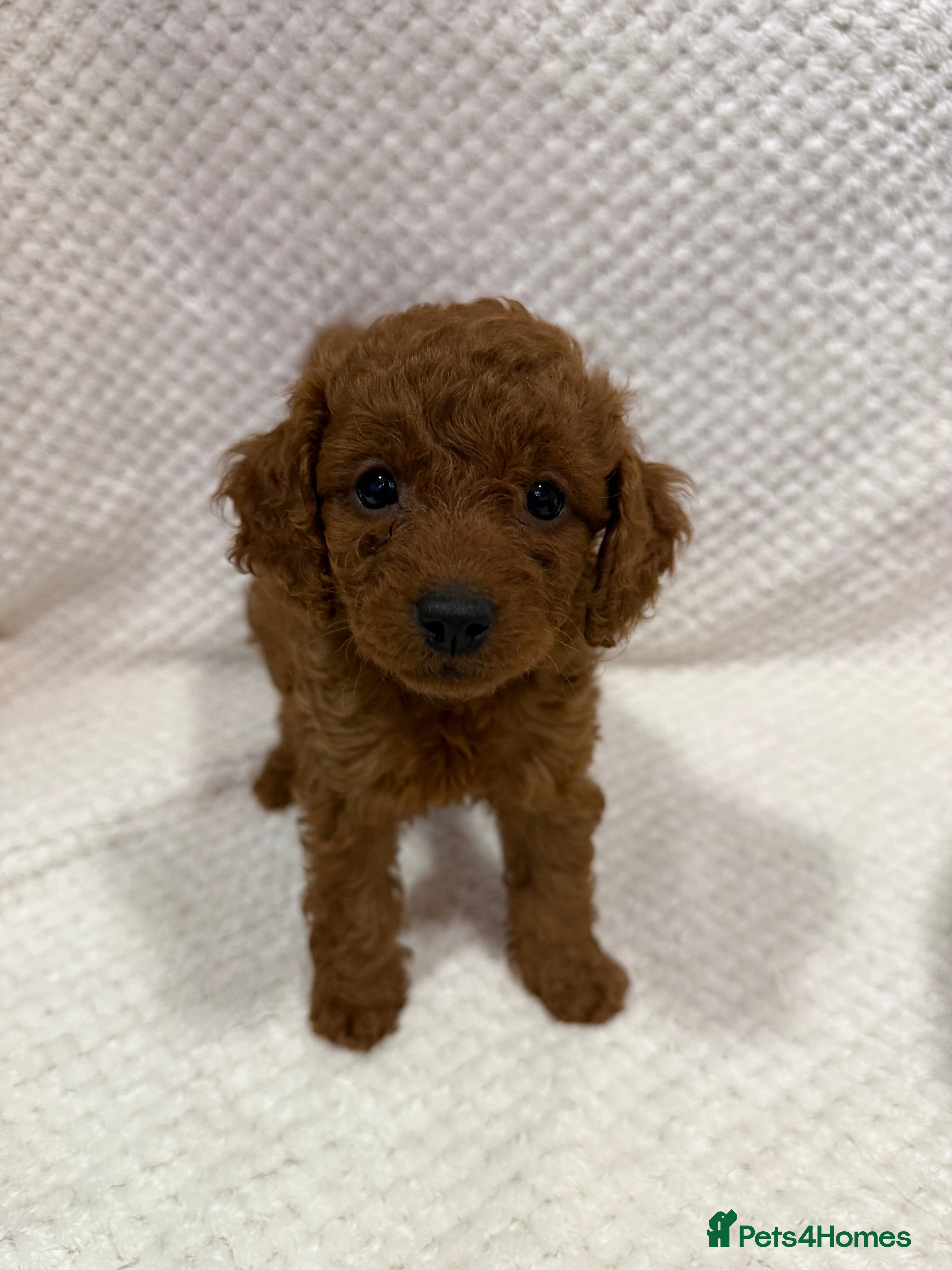 Cavapoo dogs Health tested Cavapoo puppies available  - Advert 16