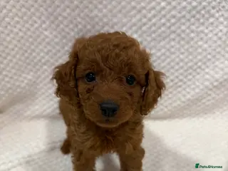 Cavapoo dogs Health tested Cavapoo puppies available - Advert 16
