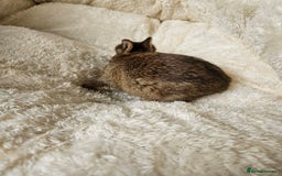 Netherland Dwarf rabbits for sale: Netherland Dwarf bunnies - Image 15