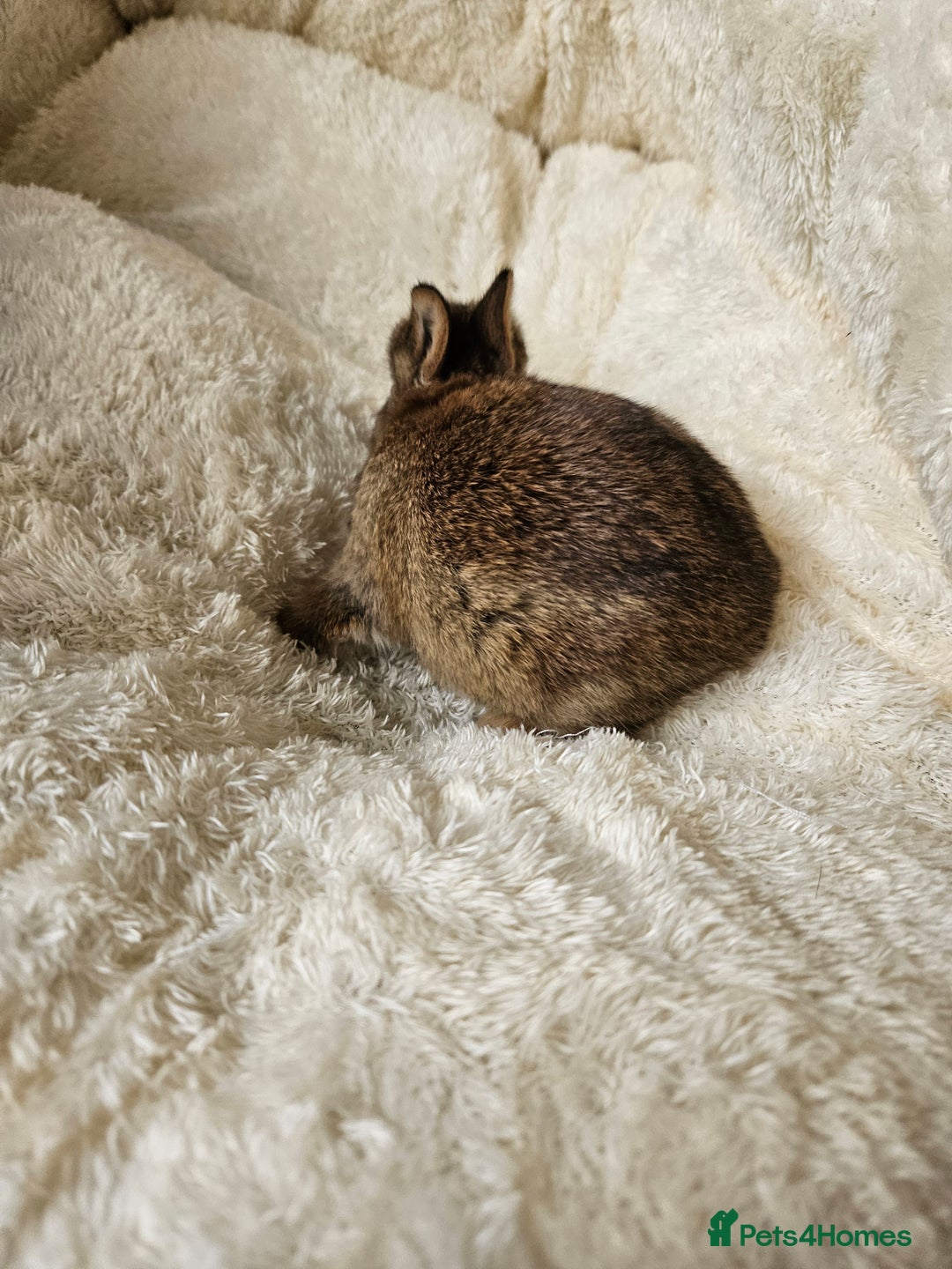 Netherland Dwarf rabbits for sale: Netherland Dwarf bunnies - Image 15