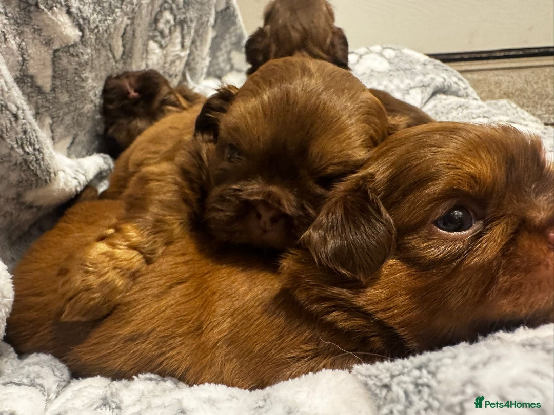 Shih Tzu dogs for sale: Chocolate imperial shihtzu puppies - Advert 7