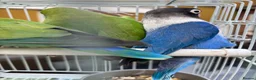 Lovebirds birds for sale: Lovely  birds for sale - Advert 15