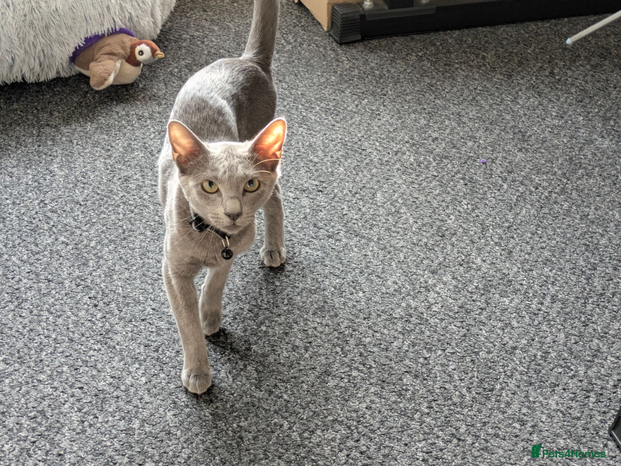 Russian Blue cats Russian Blue Girl Looking for a new home  - Advert 1