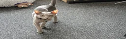 Russian Blue cats for sale: Russian Blue Girl Looking for a new home  - Advert 1