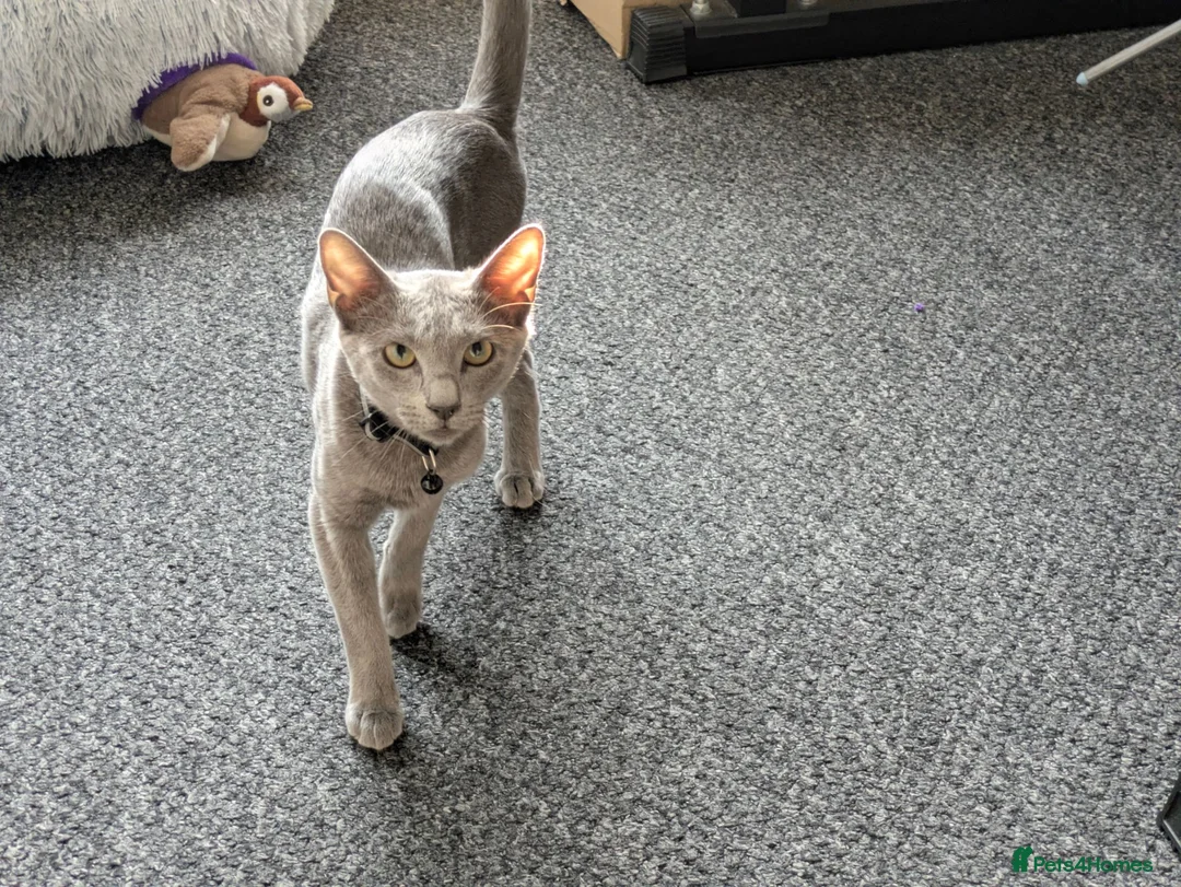 Russian Blue cats for sale: Russian Blue Girl Looking for a new home  - Advert 1