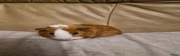 Guinea Pig rodents for sale: 5 Adorable Female Baby Guinea Pigs - Advert 8