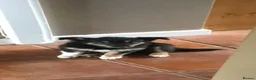 Border Collie dogs for sale: TWO ADORABLE BORDER COLLIE PUPPIES  - Advert 5