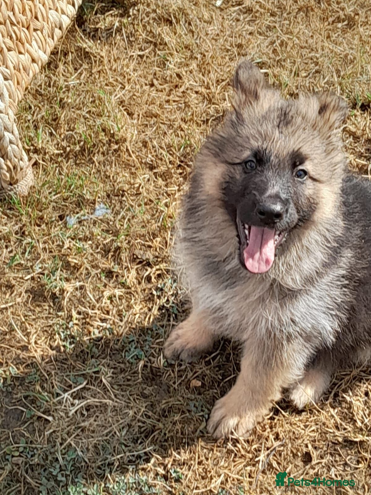 German Shepherd dogs GERMAN SHEPHERD PUPPIES  - Advert 2