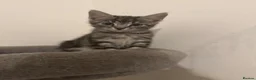 Mixed Breed cats for sale: Beautiful kittens looking for there forever home  - Advert 2