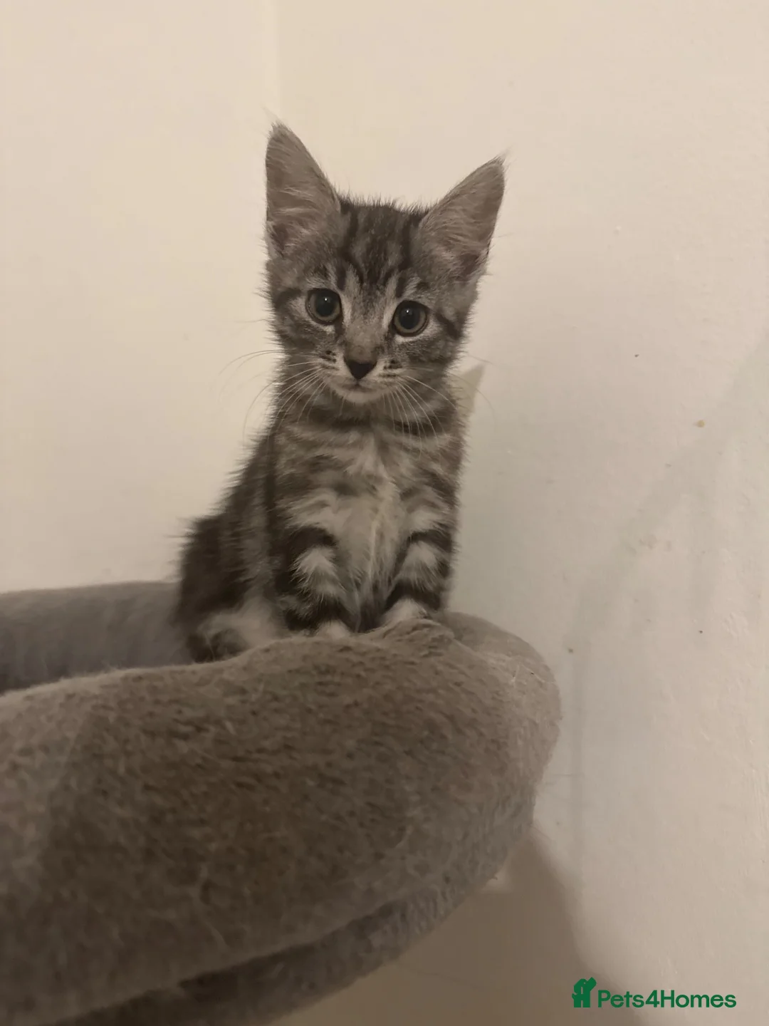Mixed Breed cats for sale: Beautiful kittens looking for there forever home  - Advert 2