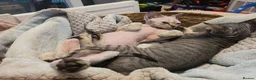 Devon Rex cats for sale: Super loving Devon Rex - Advert 4