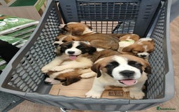 Saint Bernard dogs for sale: Saint Bernard puppies  - Image 31