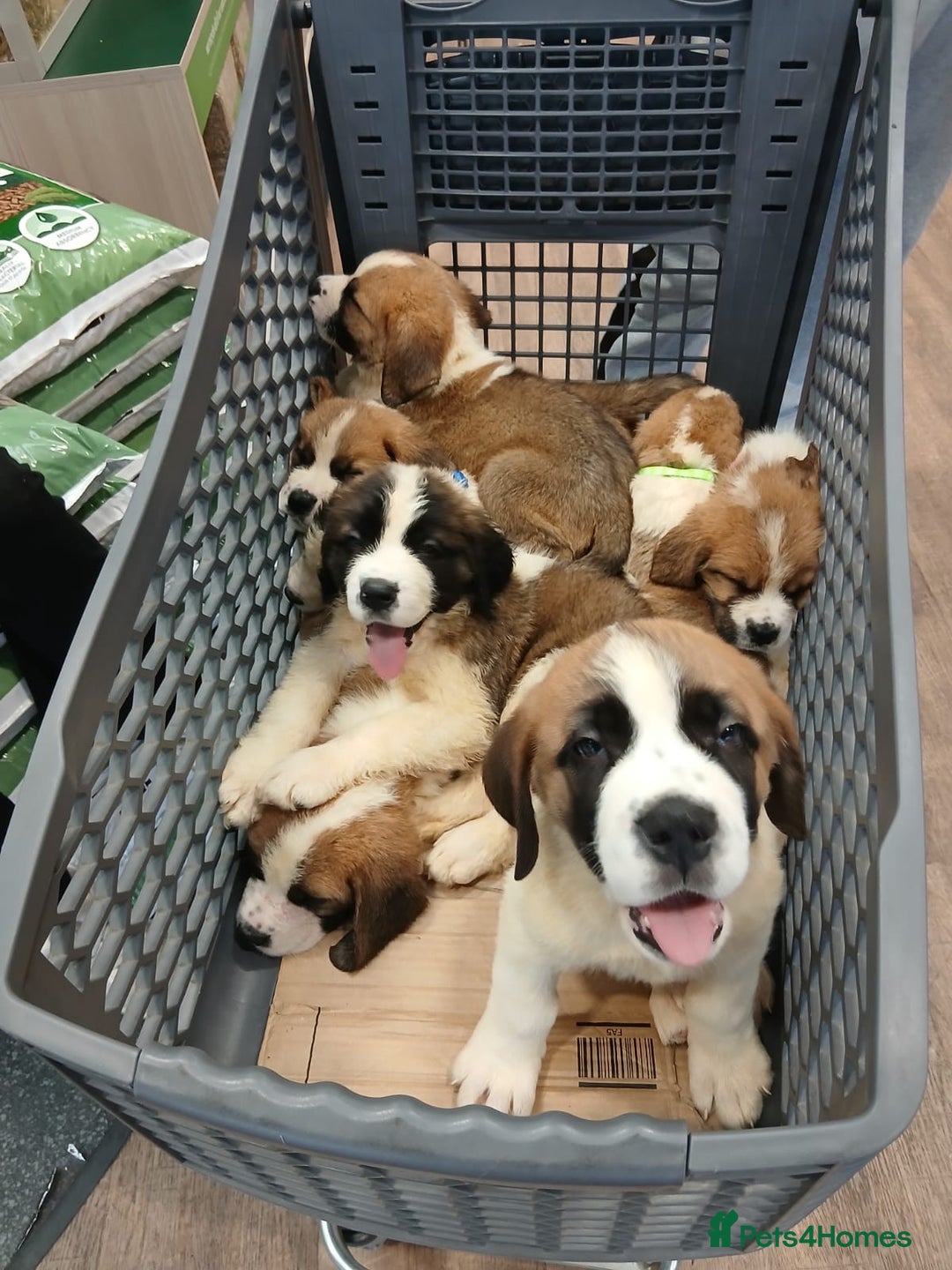 Saint Bernard dogs for sale: Saint Bernard puppies  - Image 31