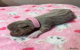 Jack Russell dogs for sale: Jack Russell puppies. - Image 2