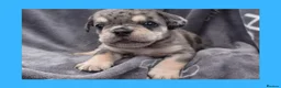 English Bulldog dogs for sale: Stunning Litter of Exotic English Bulldogs - Advert 17