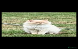 Ragdoll cats for sale: 2 Stunning Ragdolls Kittens Left  - Image 15