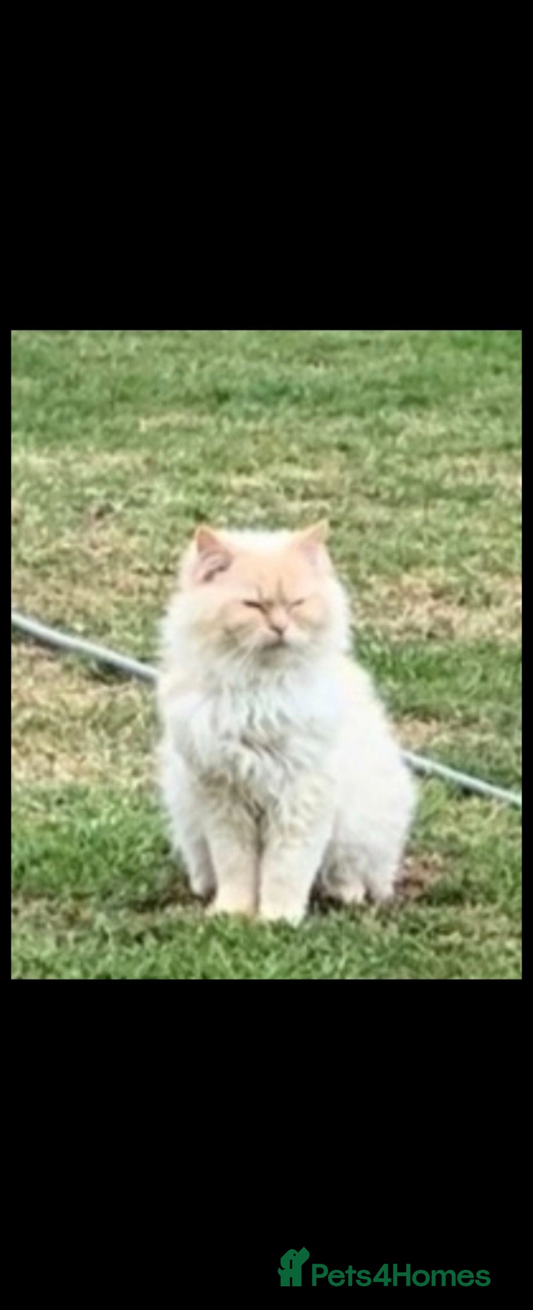 Ragdoll cats for sale: 2 Stunning Ragdolls Kittens Left  - Image 15