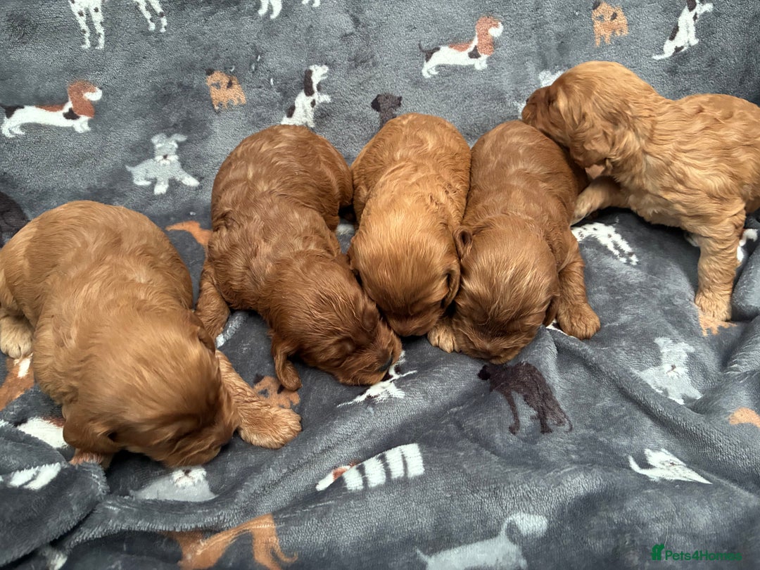 Cockapoo dogs for sale: Beautiful F1 Cockapoo Puppies Available  - Advert 2