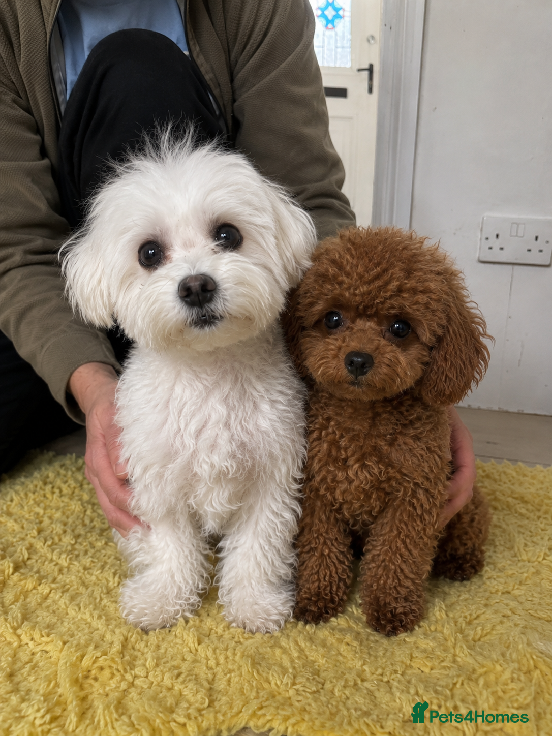 Maltipoo dogs for sale: Asian/Korean *DNA TESTED* teddy bear maltipoos - Advert 6